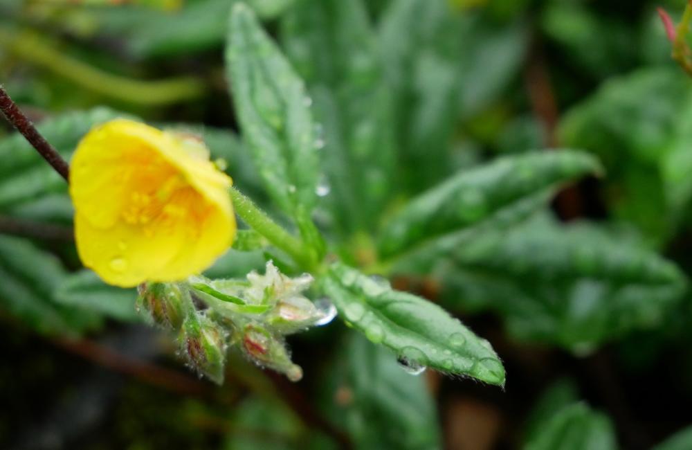 FOTO: Botanická záhrada v Tatranskej Lomnici zatvorila svoje brány, foto 1