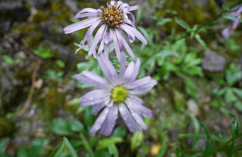 FOTO: Botanická záhrada v Tatranskej Lomnici zatvorila svoje brány, foto 5