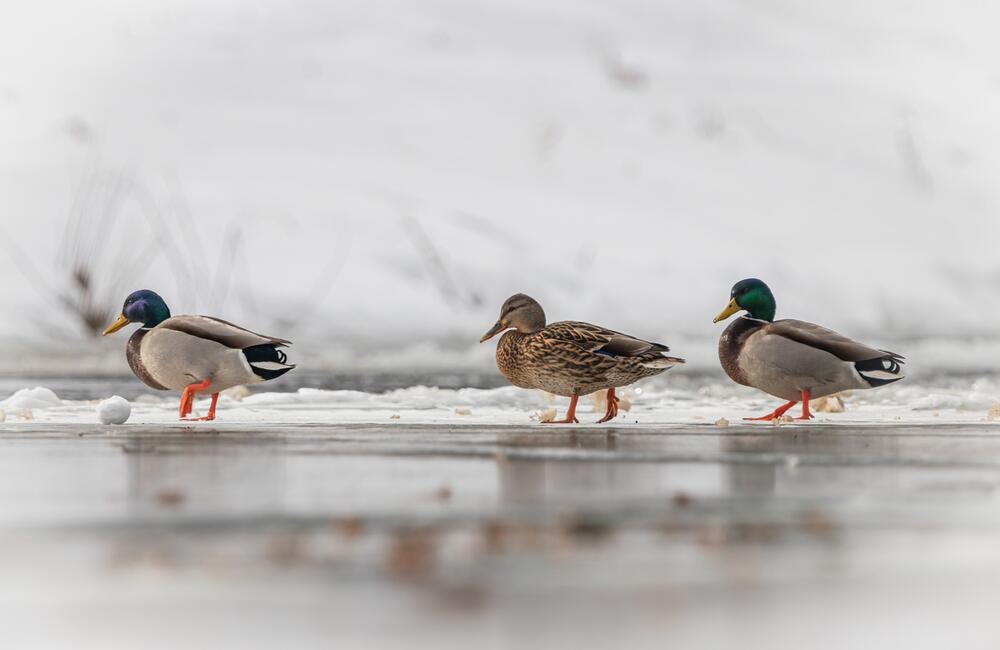 FOTO: Wildlife fotografie od Sabinovčana Jozefa Kovalíka, foto 1