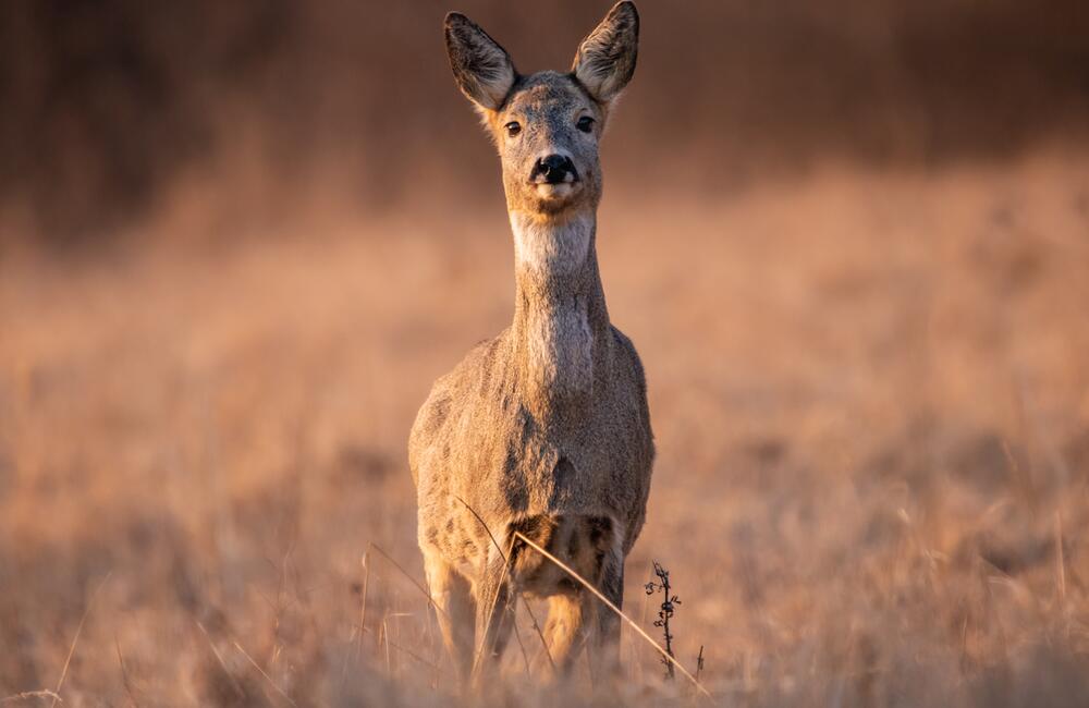 FOTO: Wildlife fotografie od Sabinovčana Jozefa Kovalíka, foto 2