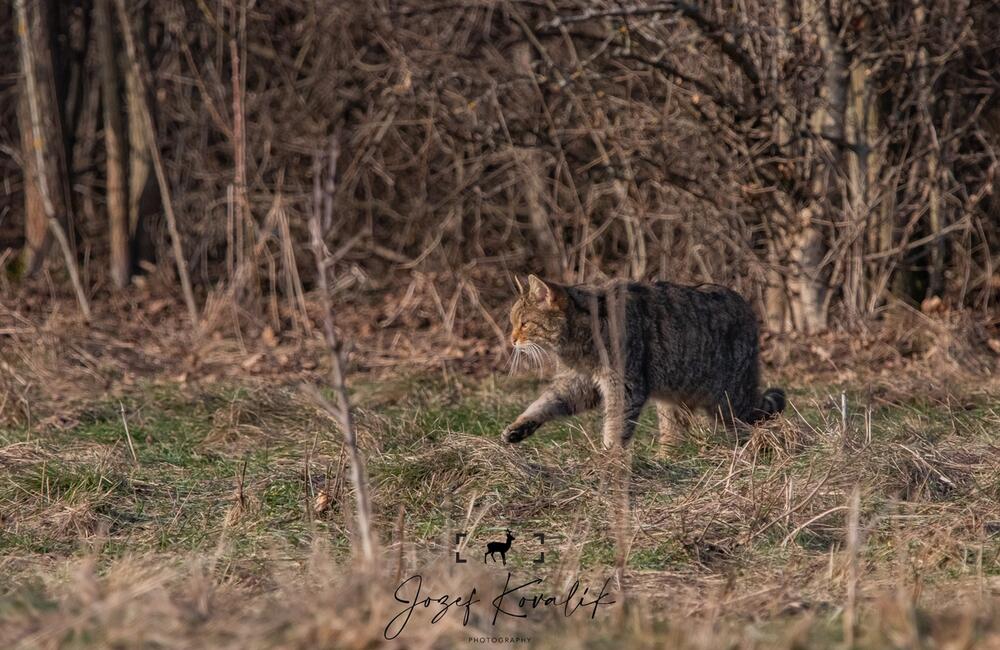 FOTO: Wildlife fotografie od Sabinovčana Jozefa Kovalíka, foto 4