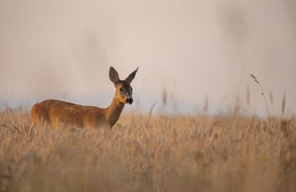 FOTO: Wildlife fotografie od Sabinovčana Jozefa Kovalíka, foto 5