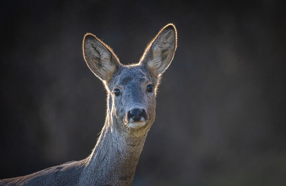 FOTO: Wildlife fotografie od Sabinovčana Jozefa Kovalíka, foto 6