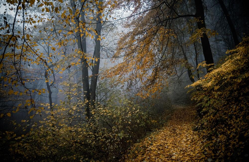 FOTO: Wildlife fotografie od Sabinovčana Jozefa Kovalíka, foto 7