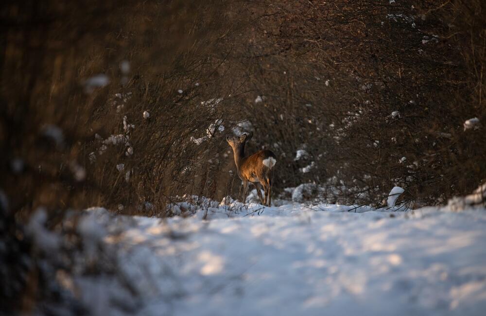 FOTO: Wildlife fotografie od Sabinovčana Jozefa Kovalíka, foto 8