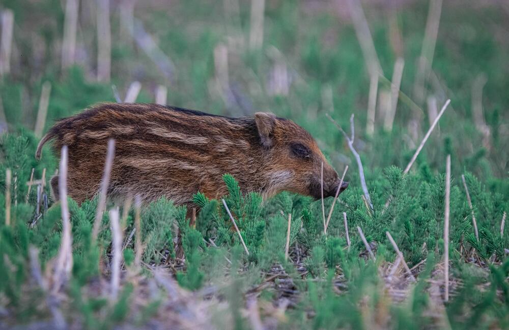 FOTO: Wildlife fotografie od Sabinovčana Jozefa Kovalíka, foto 9