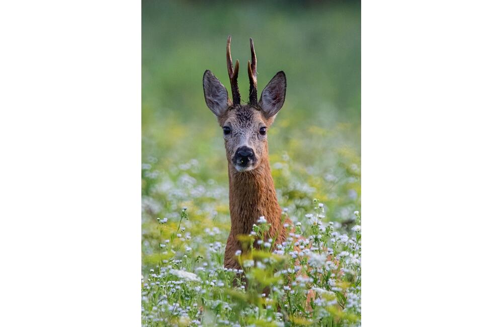 FOTO: Wildlife fotografie od Sabinovčana Jozefa Kovalíka, foto 10