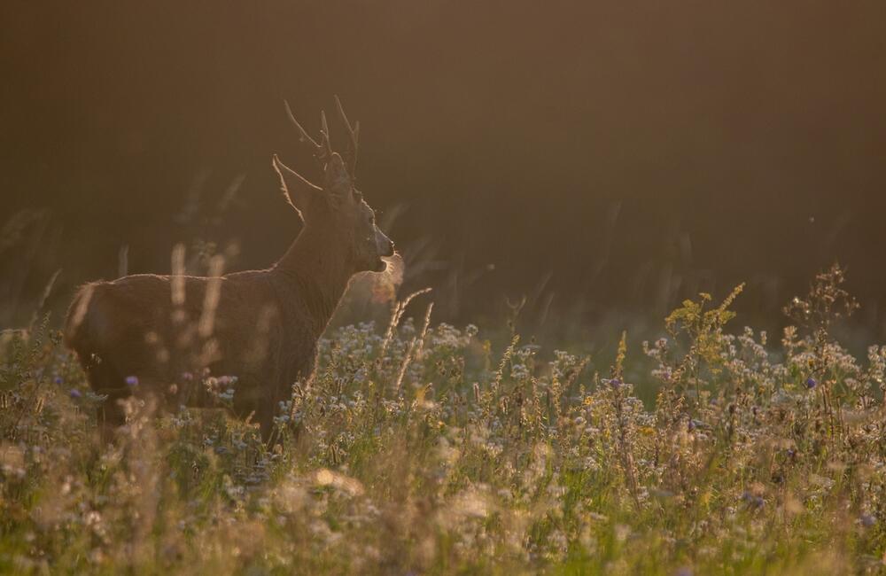 FOTO: Wildlife fotografie od Sabinovčana Jozefa Kovalíka, foto 12