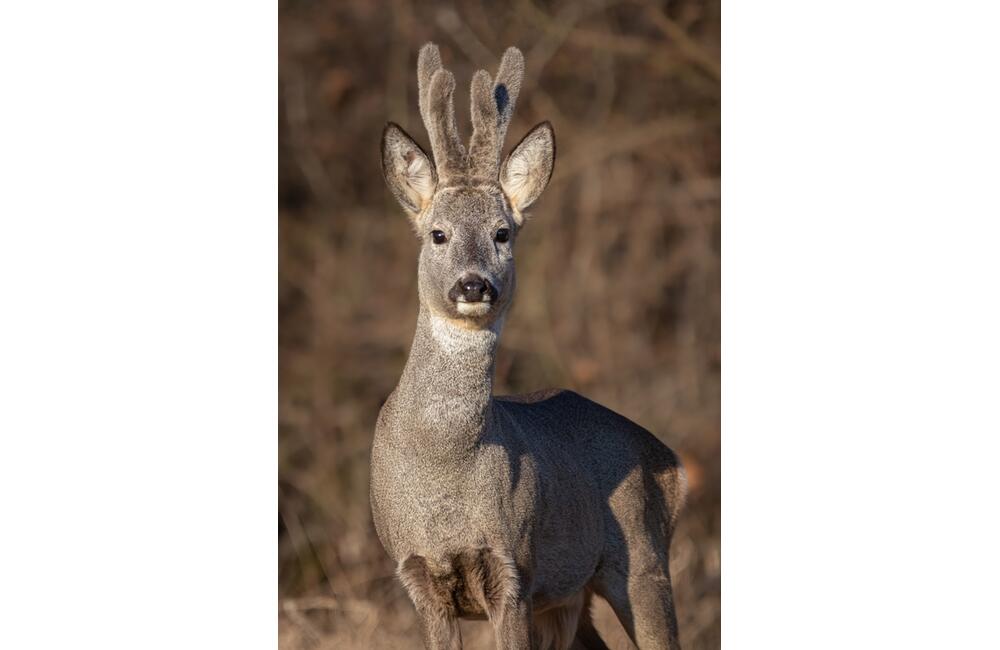 FOTO: Wildlife fotografie od Sabinovčana Jozefa Kovalíka, foto 13