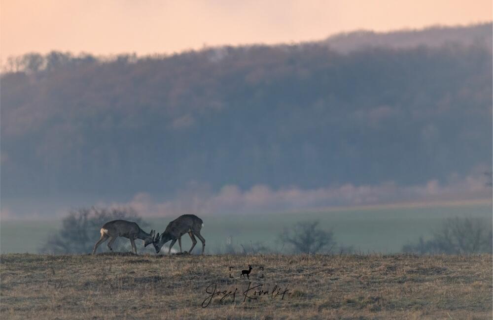 FOTO: Wildlife fotografie od Sabinovčana Jozefa Kovalíka, foto 14