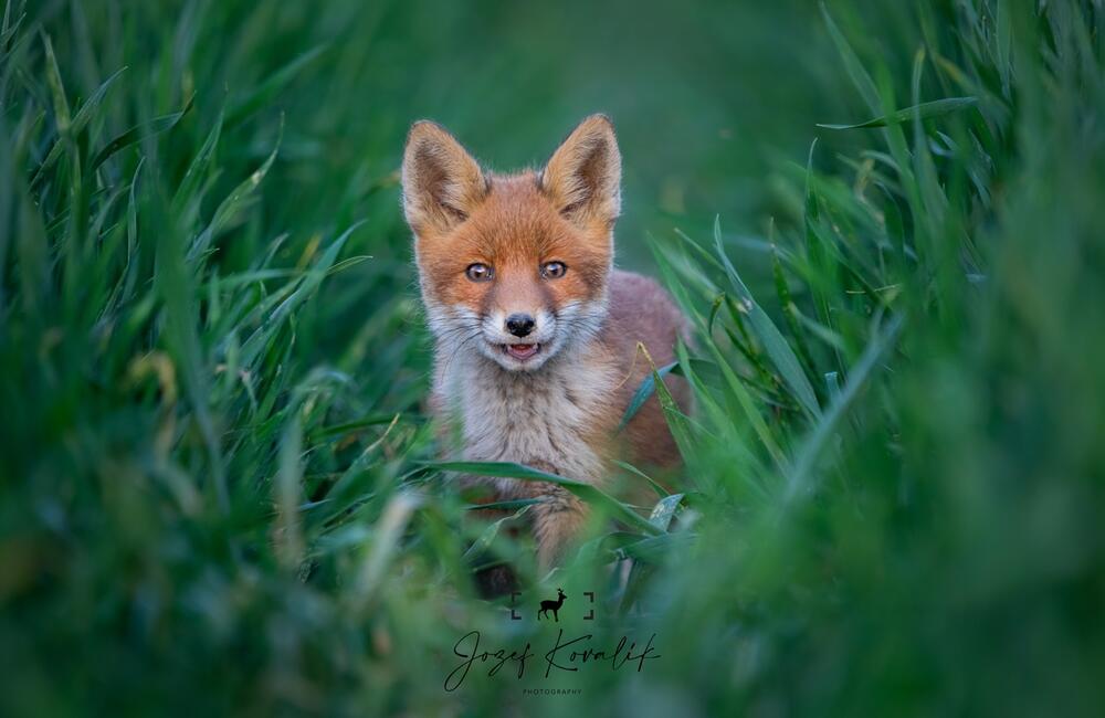 FOTO: Wildlife fotografie od Sabinovčana Jozefa Kovalíka, foto 16