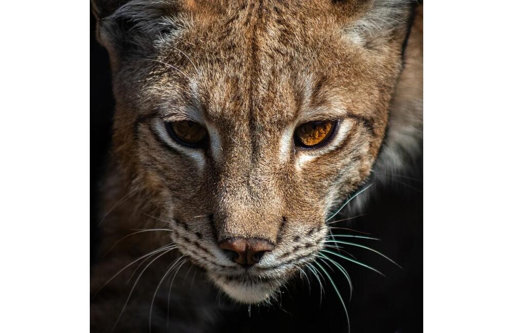 FOTO: Wildlife fotografie od Sabinovčana Jozefa Kovalíka, foto 17