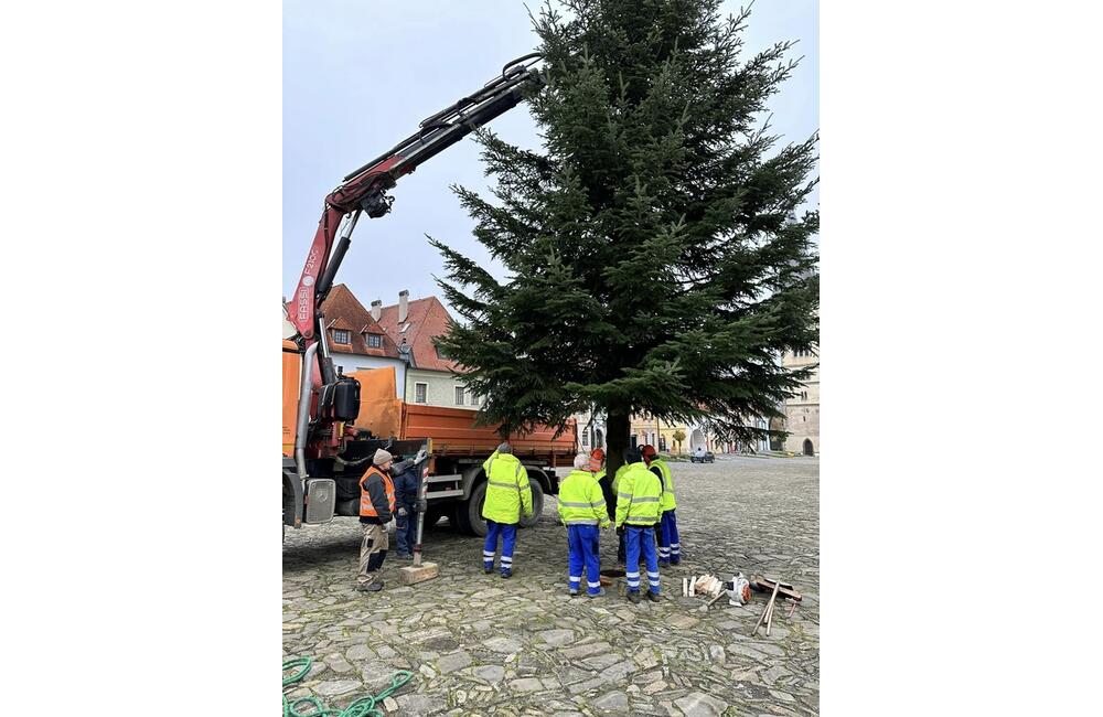 FOTO: V Bardejove pribudla vianočná jedľa biela, foto 5