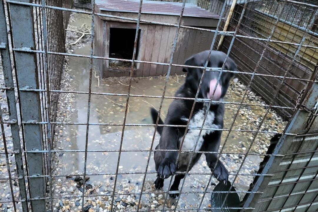 FOTO: Viac ako 250 psíkov v kotercoch na východe Slovenska zaplavila voda, foto 8