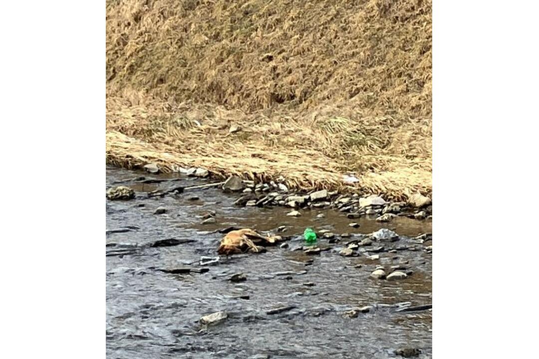 FOTO: Muž našiel v rieke Poprad sedem mŕtvych psov, foto 5