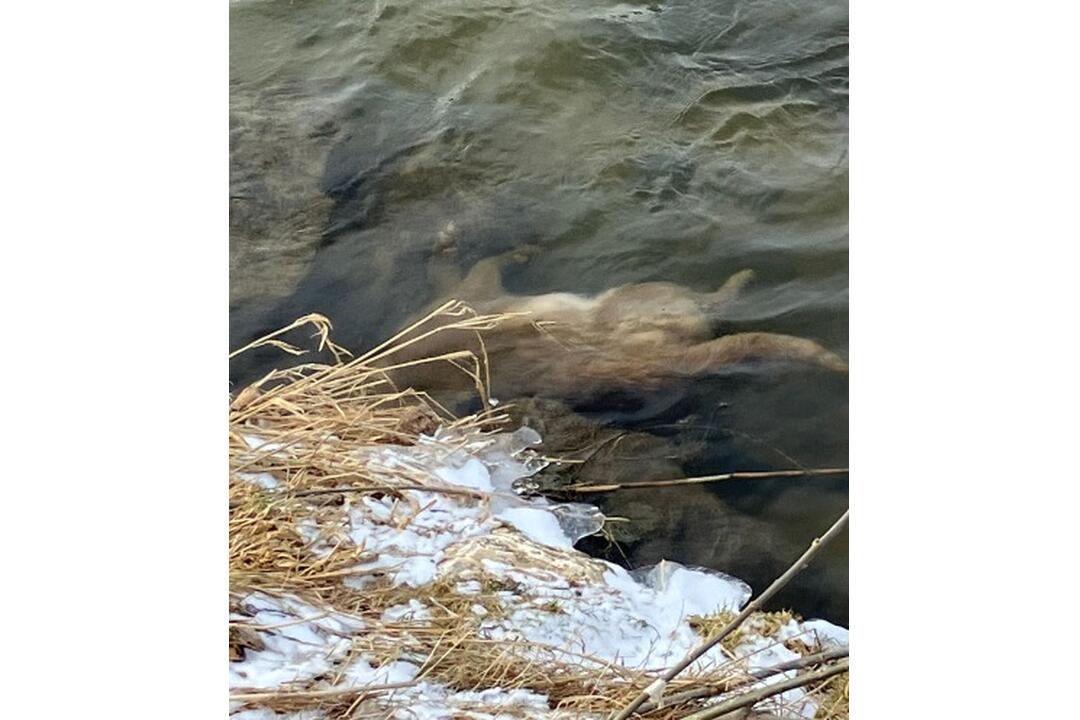 FOTO: Muž našiel v rieke Poprad sedem mŕtvych psov, foto 7