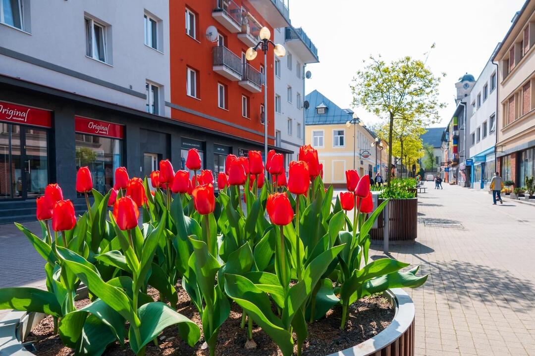 FOTO: Poprad ožíva farbami tulipánov, foto 20