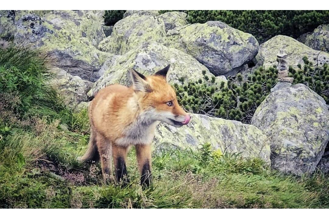 FOTO: Turistku prekvapila líščia rodina, foto 2