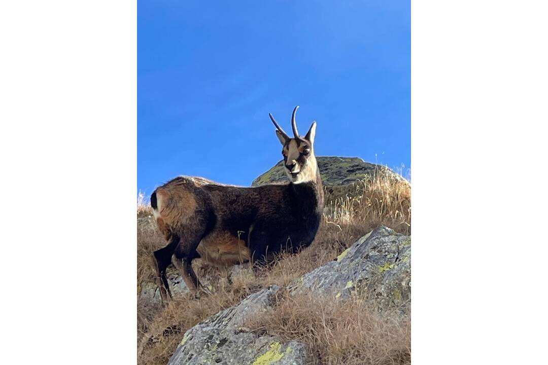 FOTO: V Tatrách prebehlo jesenné sčítanie kamzíkov, foto 3