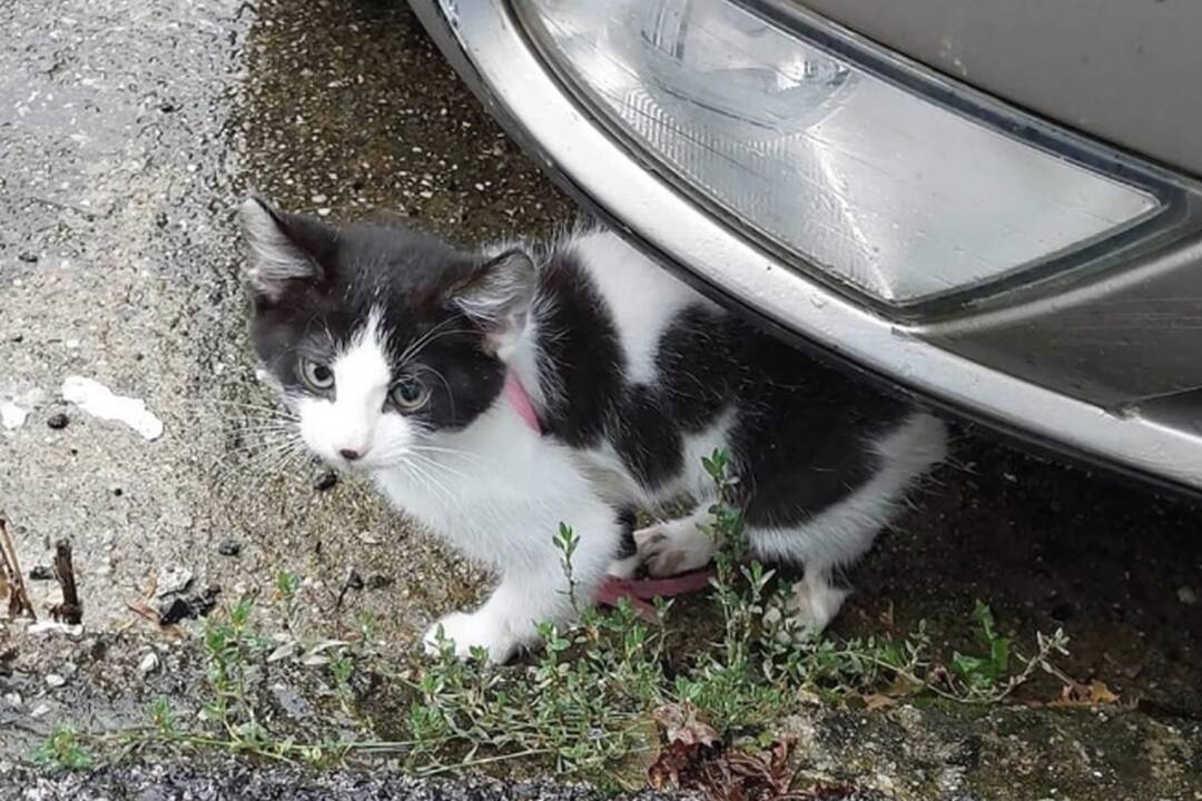 FOTO: Bezcitné správanie k mačiatku v Snine. Neznámy páchateľ ho surovo dokopal, foto 3