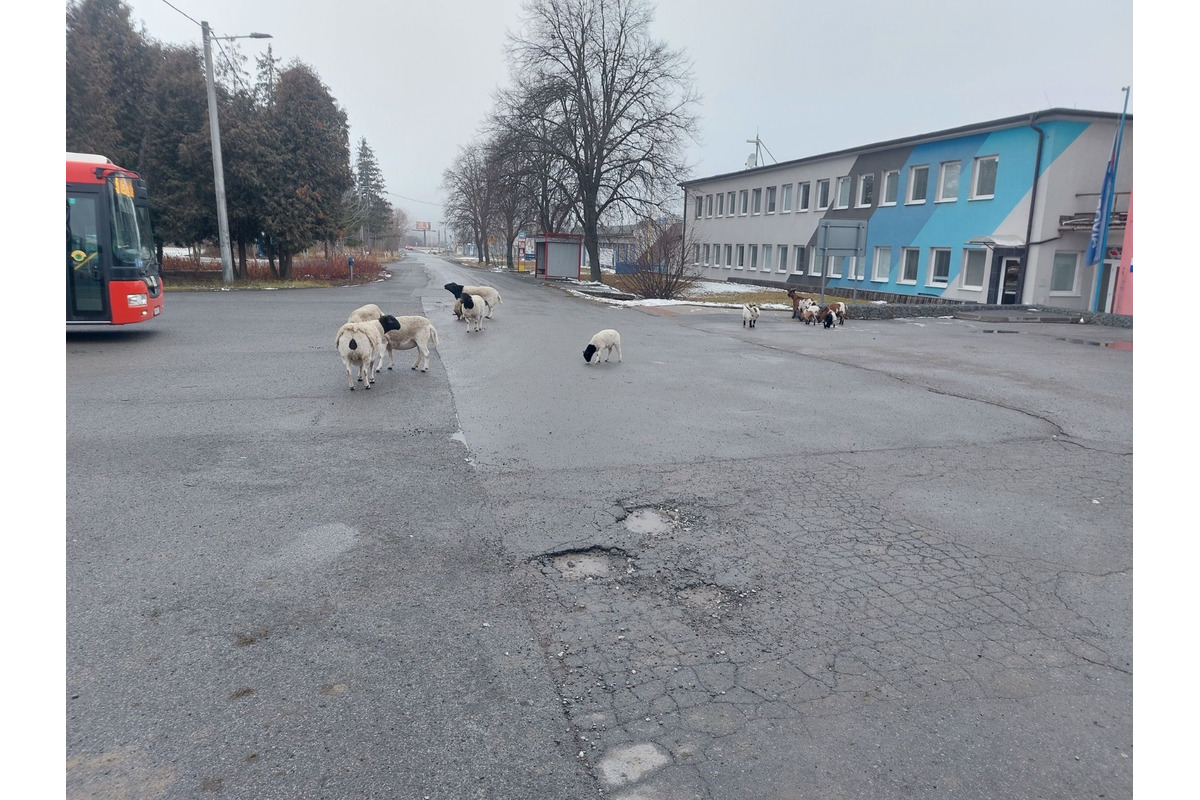 FOTO: Na Delni sa pohybovalo stádo oviec, foto 2